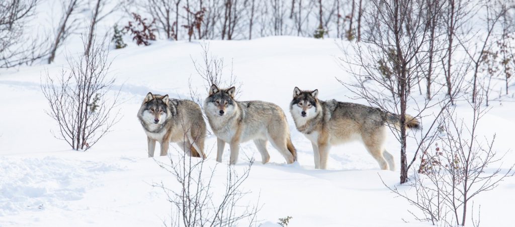 Bildet viser ulver i snøen